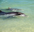 Dolphin baby and mother Royalty Free Stock Photo