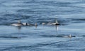 Dolphin with baby swimming along side mother,