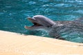 Dolphin baby