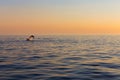 dolphin, in the background a beautiful sunset