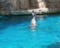 A dolphin balancing a rubber ball