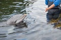 Dolphin being trained