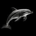 Dolphin on black background, created with generative AI