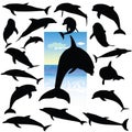 Dolphin black silhouettes on a color