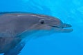 Dolphin in blue water Royalty Free Stock Photo