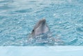 Dolphin. Bottlenose dolphins in water