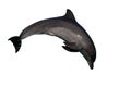 Dolphin bottlenose jumping Royalty Free Stock Photo