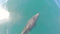 Dolphin bowing watching bcs baja california sur close approach to the boat