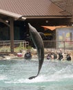 A Dolphin Breaches for Visitors at Dolphinaris, Arizona