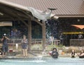 A Dolphin Breaches for Visitors and Photographers at Dolphinaris, Arizona