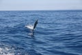 Dolphin breaching ocean
