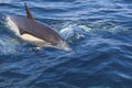 Dolphin, Cantabrian Sea, Basque Country, Spain Royalty Free Stock Photo