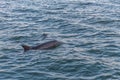 Dolphin in Clearwater. Sunset time. Royalty Free Stock Photo