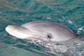Dolphin Close Up Portrait Royalty Free Stock Photo