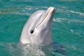 Dolphin Close Up Portrait Royalty Free Stock Photo