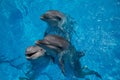 Smiling dolphin in the pool with blue water Royalty Free Stock Photo