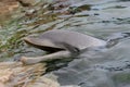 Dolphin Closeup 2