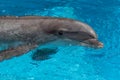 Dolphin closeup portrait Royalty Free Stock Photo