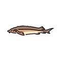 Dolphin color line illustration. Ocean fishes
