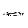 Dolphin color line illustration. Ocean fishes