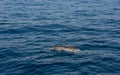 Dolphin comming to the surface of sea to breath and look around. Royalty Free Stock Photo