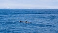 Dolphin couple near Ventura coast, California Royalty Free Stock Photo