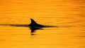 Dolphin cruising on sunset Royalty Free Stock Photo