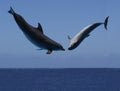 Dolphin dance Royalty Free Stock Photo