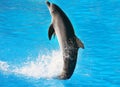 Dolphin Dance Royalty Free Stock Photo