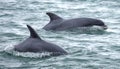 Dolphin dolphins surfacing whilst swimming Royalty Free Stock Photo