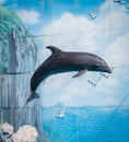 Dolphin Royalty Free Stock Photo