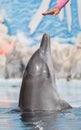 Dolphin Royalty Free Stock Photo