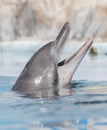 Dolphin Royalty Free Stock Photo