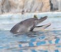 Dolphin Royalty Free Stock Photo