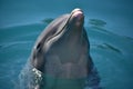 Dolphin Face Closeup