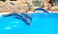 Dolphin family leaping out of the clear blue Royalty Free Stock Photo