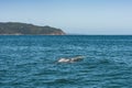 Dolphin family playing close to the coast Royalty Free Stock Photo