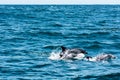 Dolphin family playing in the water Royalty Free Stock Photo