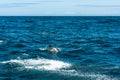 Dolphin family playing in the water