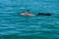 Dolphin family playing in the water