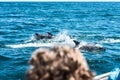 Dolphin family playing in the water Royalty Free Stock Photo