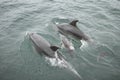 Dolphin family swimming with baby dolphin