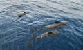 Dolphin family swimming in the Atlantic Ocean Royalty Free Stock Photo