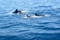 Dolphin family