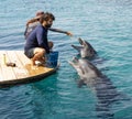 Dolphin Feeding in Eilat, Israel Royalty Free Stock Photo