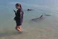 Dolphin feeding in Monkey Mia Shark Bay Western Australia Royalty Free Stock Photo