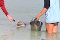 Dolphin feeding in Monkey Mia Shark Bay Western Australia Royalty Free Stock Photo