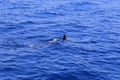 Dolphin fin above the water Royalty Free Stock Photo