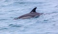 Dolphin fin above the water Royalty Free Stock Photo