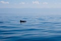 Dolphin fin around blue calm mediterranean sea Royalty Free Stock Photo